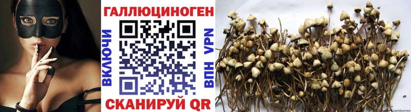 цена   Суворов  Галлюциногенные грибы GOLDEN TEACHER 