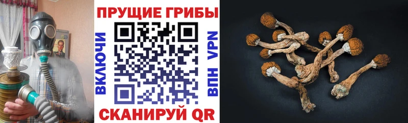 Галлюциногенные грибы GOLDEN TEACHER Суворов